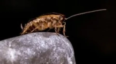 Vlastnosti boja proti švábom v hosteli